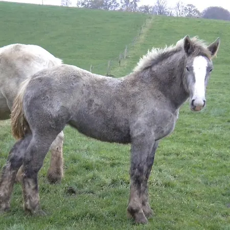 Casa de hóspedes Ferme Clatot Les Trois Pierres